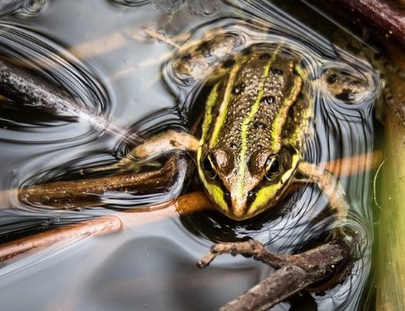 Detail Katak Masuk Rumah Menurut Islam Nomer 45