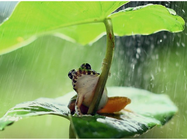 Detail Katak Masuk Rumah Menurut Islam Nomer 51