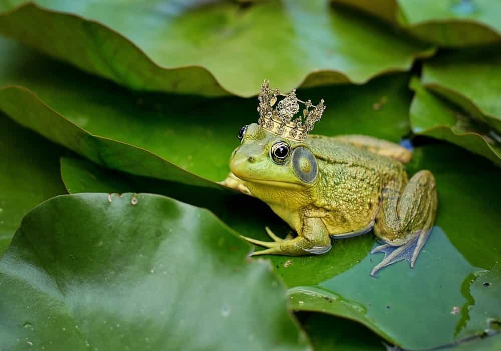 Detail Katak Masuk Rumah Menurut Islam Nomer 54