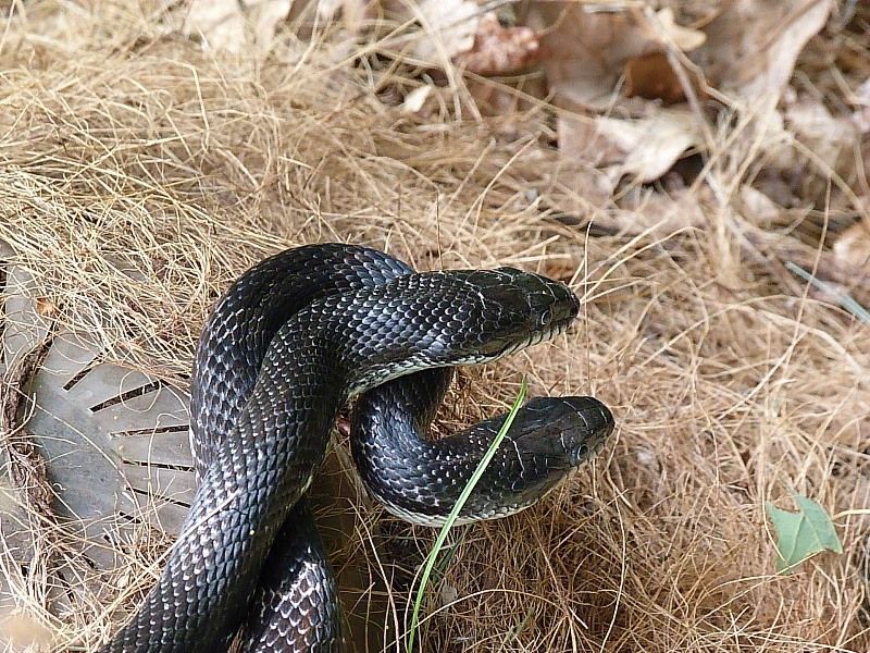 Detail Katak Masuk Rumah Menurut Islam Nomer 57