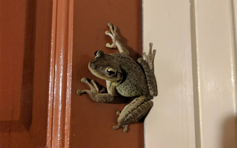 Detail Katak Terbang Masuk Rumah Nomer 2