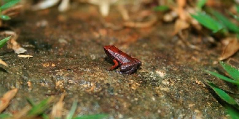 Detail Katak Terbang Masuk Rumah Nomer 32