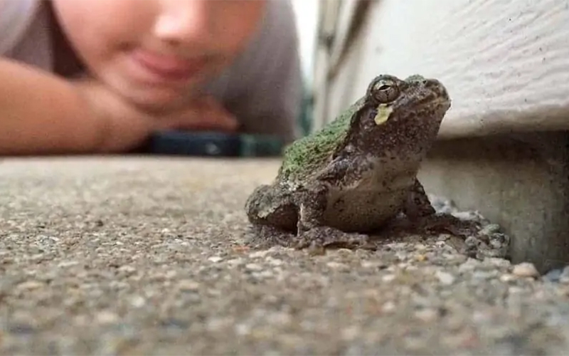 Detail Katak Terbang Masuk Rumah Nomer 5