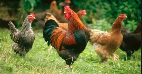 Detail Buku Mimpi 4d Ayam Bertelur Nomer 40