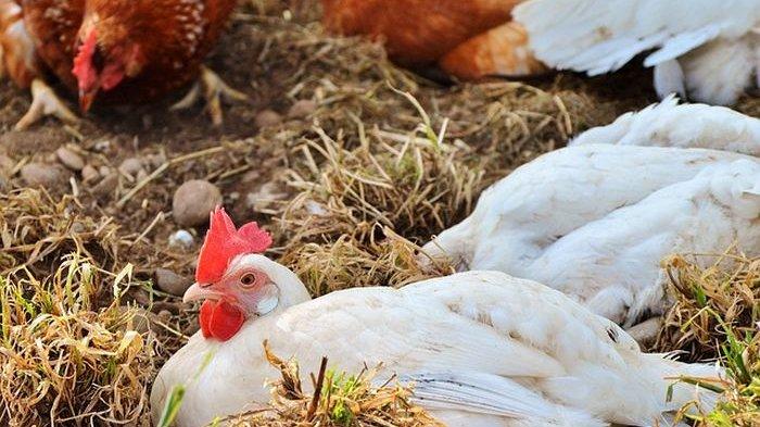 Detail Buku Mimpi 4d Ayam Bertelur Nomer 8
