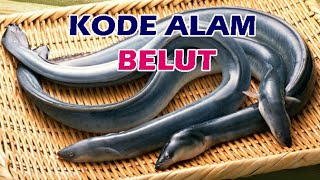 Detail Buku Mimpi 4d Belut Nomer 23