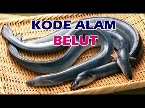 Detail Buku Mimpi 4d Belut Nomer 27