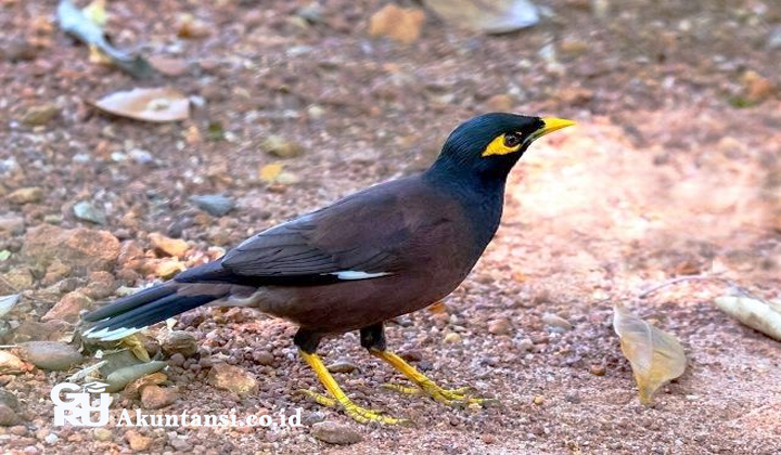 Detail Buku Mimpi 4d Burung Jalak Nomer 6