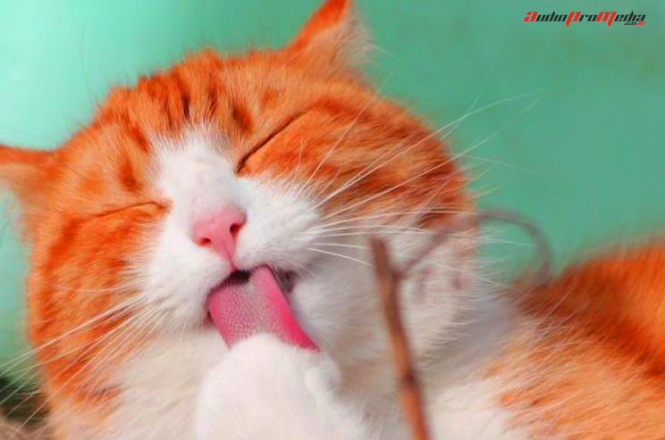 Download Buku Mimpi 4d Digigit Kucing Nomer 8