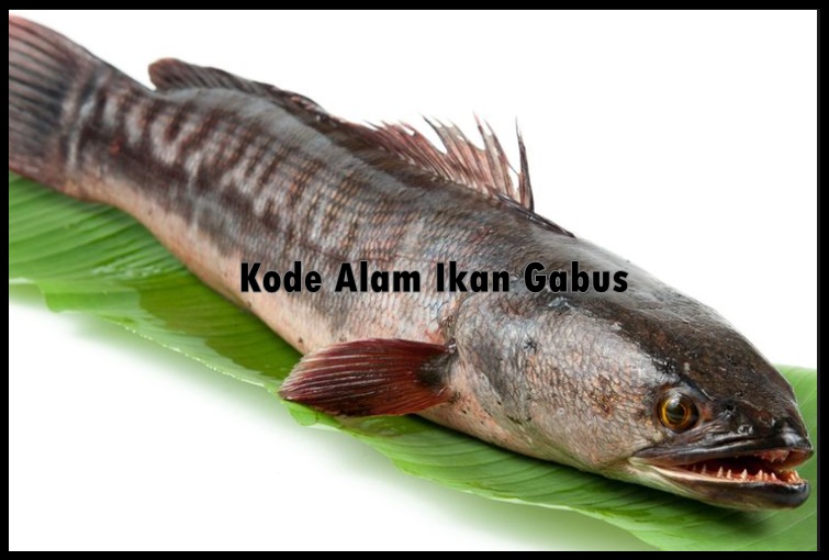 Detail Buku Mimpi 4d Ikan Gabus Nomer 9