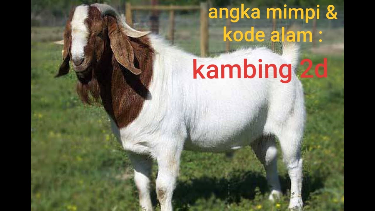 Detail Buku Mimpi 4d Kotoran Sapi Nomer 25