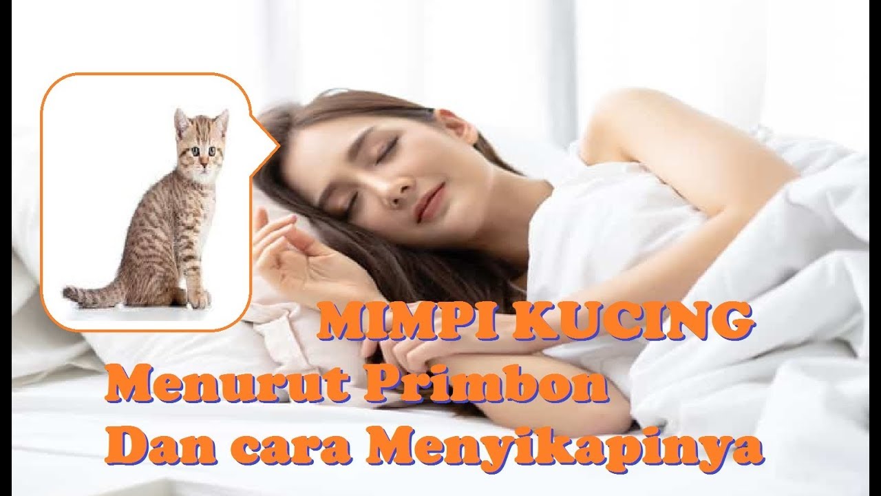 Detail Buku Mimpi 4d Kucing Berkelahi Nomer 31