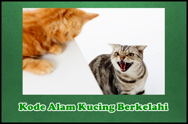 Download Buku Mimpi 4d Kucing Berkelahi Nomer 5