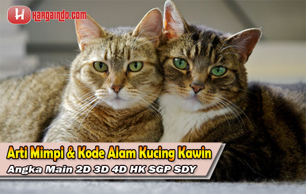 Detail Buku Mimpi 4d Kucing Berkelahi Nomer 39