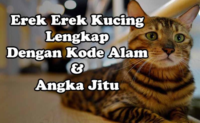 Detail Buku Mimpi 4d Kucing Berkelahi Nomer 41