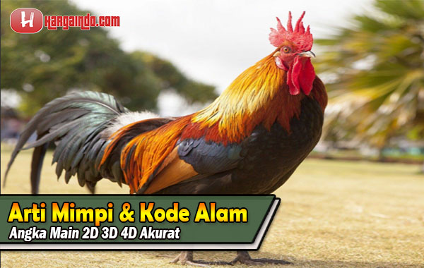 Detail Buku Mimpi 4d Potong Ayam Nomer 47