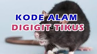 Download Buku Mimpi 4d Tikus Mati Nomer 48