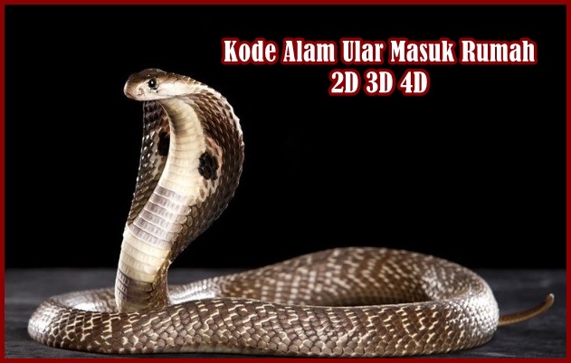 Detail Buku Mimpi 4d Ular Dijalan Nomer 48