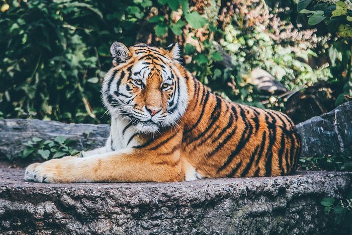 Detail Buku Mimpi Berantem Dengan Macan Nomer 13