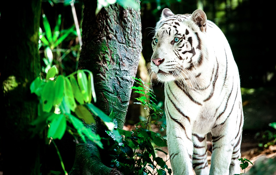 Detail Buku Mimpi Berantem Dengan Macan Nomer 14