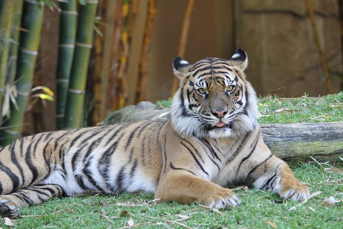 Detail Buku Mimpi Berantem Dengan Macan Nomer 17