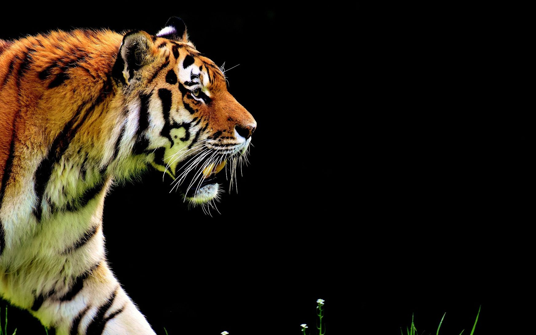 Detail Buku Mimpi Berantem Dengan Macan Nomer 24