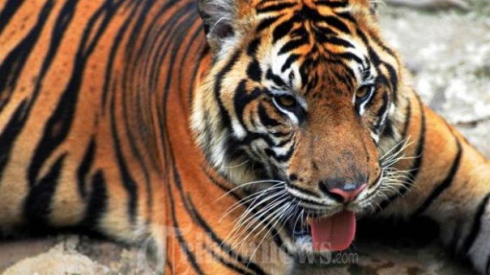 Detail Buku Mimpi Berantem Dengan Macan Nomer 42
