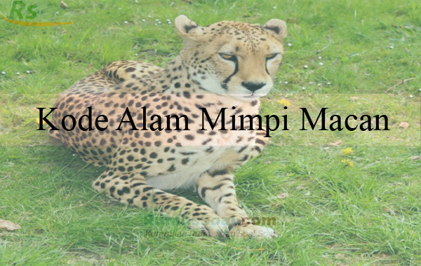 Detail Buku Mimpi Berantem Dengan Macan Nomer 5