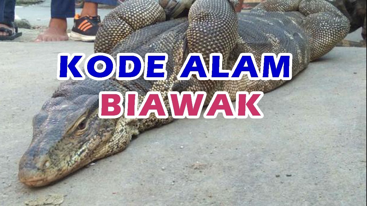 Detail Buku Mimpi Biawak 4d Nomer 6