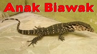 Detail Buku Mimpi Biawak Masuk Toko Nomer 17