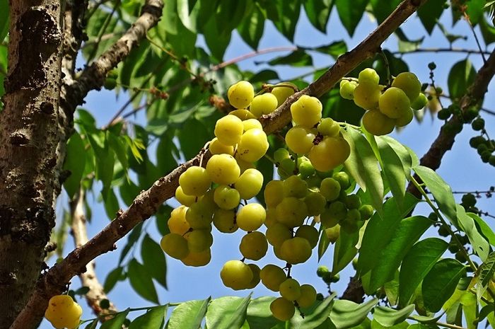 Detail Buku Mimpi Buah Ceremai Nomer 9