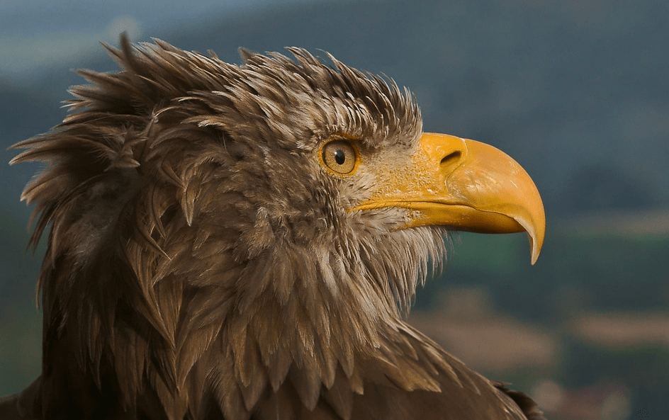 Detail Buku Mimpi Burung Garuda Nomer 22