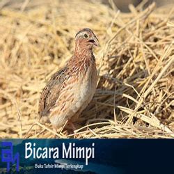 Buku Mimpi Burung Gelatik - KibrisPDR