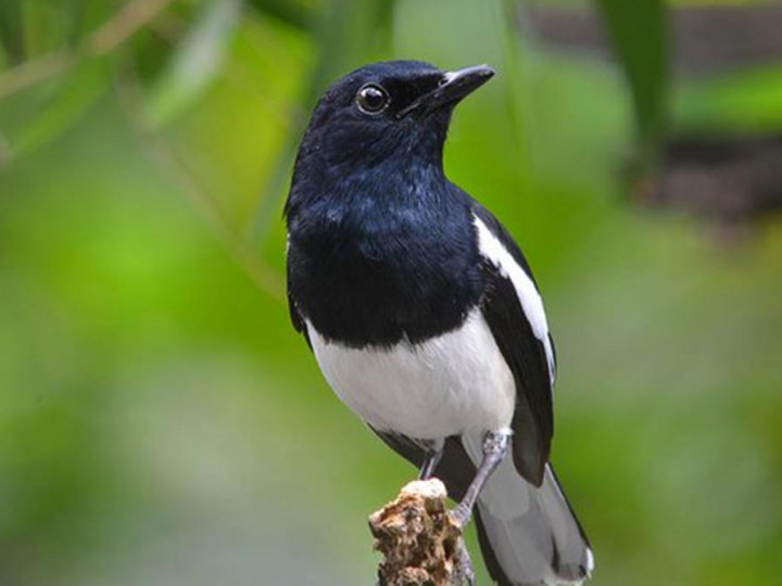 Detail Buku Mimpi Burung Kacer Nomer 2