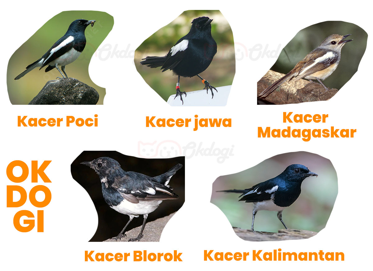 Detail Buku Mimpi Burung Kacer Nomer 32