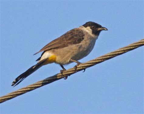 Buku Mimpi Burung Kutilang - KibrisPDR