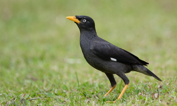 Detail Buku Mimpi Burung Merpati 4d Nomer 35