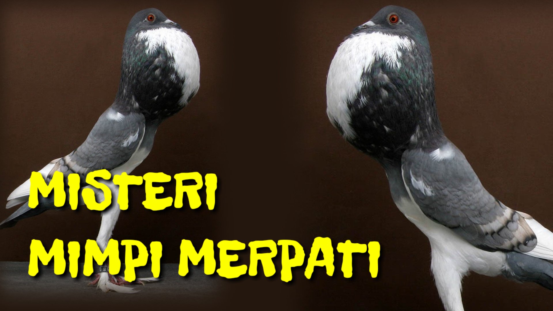 Detail Buku Mimpi Burung Merpati Togel Nomer 37