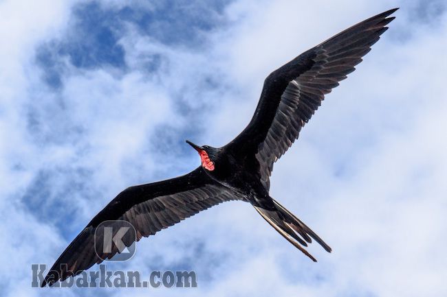 Detail Buku Mimpi Burung Perkutut 3d Nomer 34