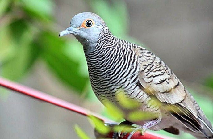 Detail Buku Mimpi Burung Tekukur Nomer 9
