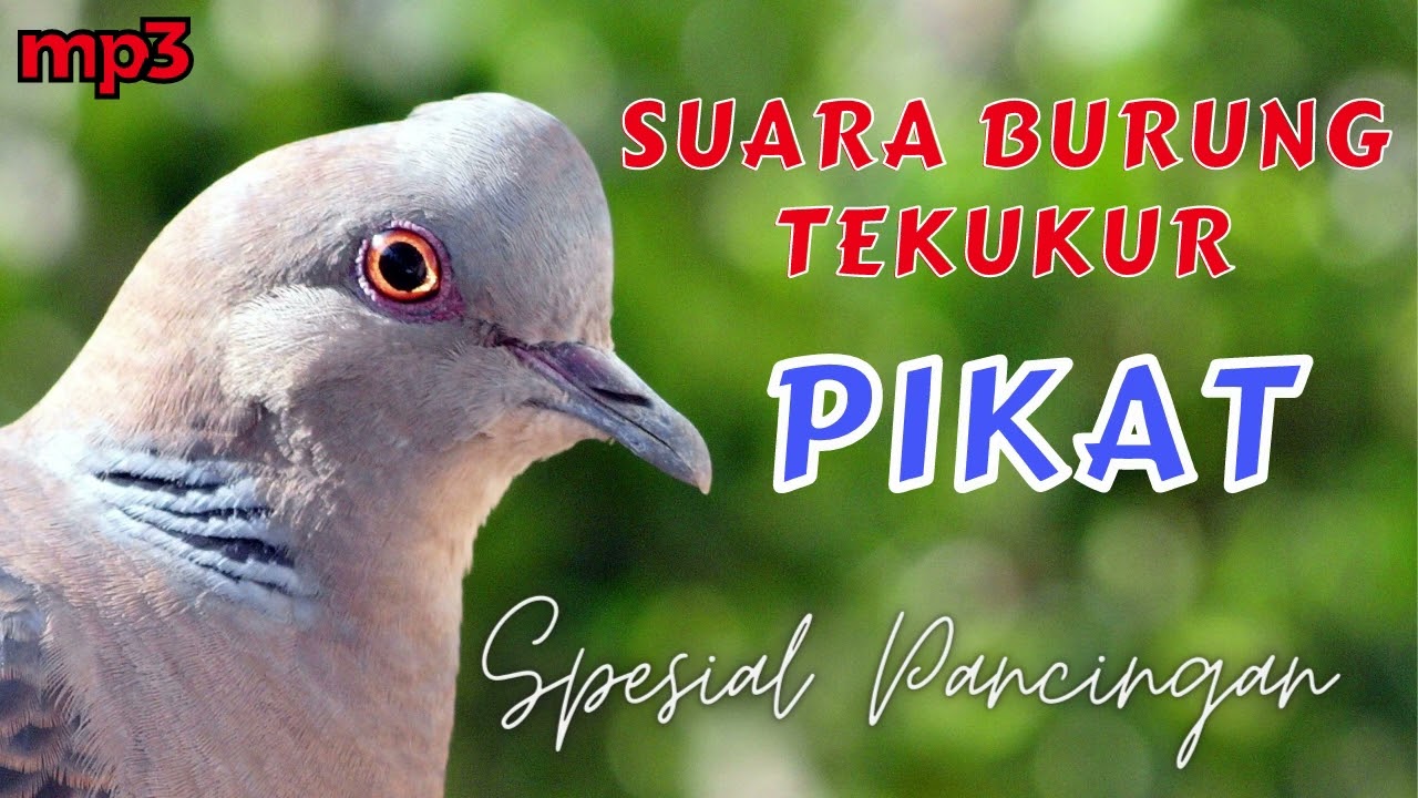 Detail Buku Mimpi Burung Tekukur Nomer 14