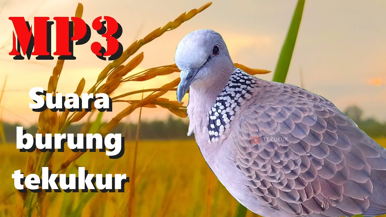 Detail Buku Mimpi Burung Tekukur Nomer 15