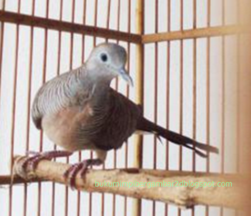 Detail Buku Mimpi Burung Tekukur Nomer 16