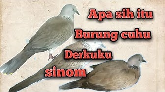 Detail Buku Mimpi Burung Tekukur Nomer 22