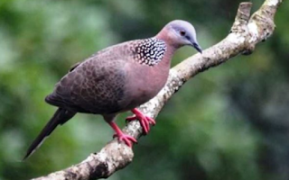 Detail Buku Mimpi Burung Tekukur Nomer 26