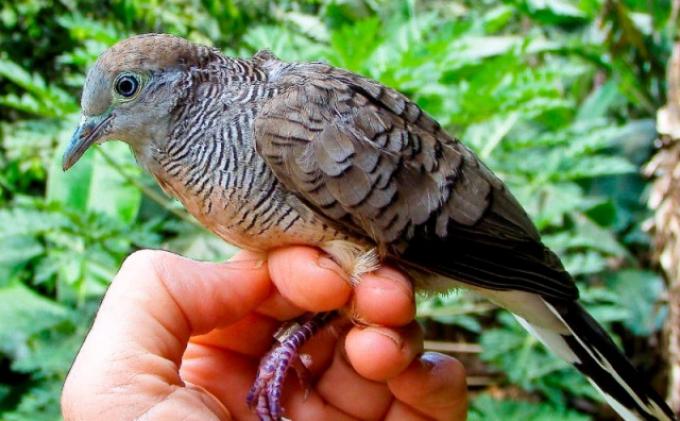 Detail Buku Mimpi Burung Tekukur Nomer 28