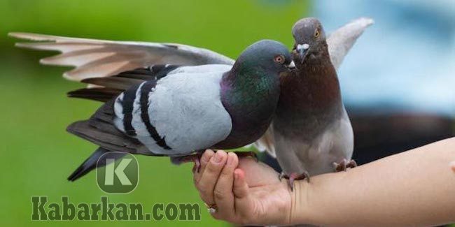Detail Buku Mimpi Burung Tekukur Nomer 31