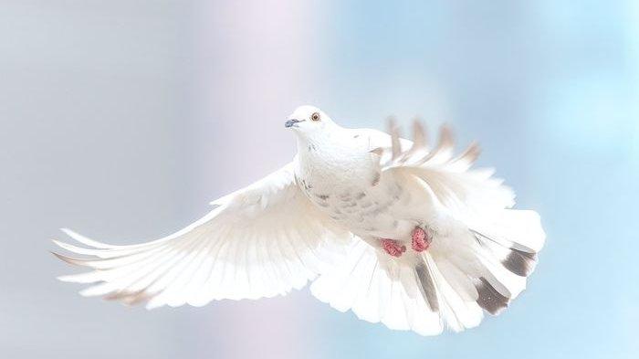Detail Buku Mimpi Burung Tekukur Nomer 32