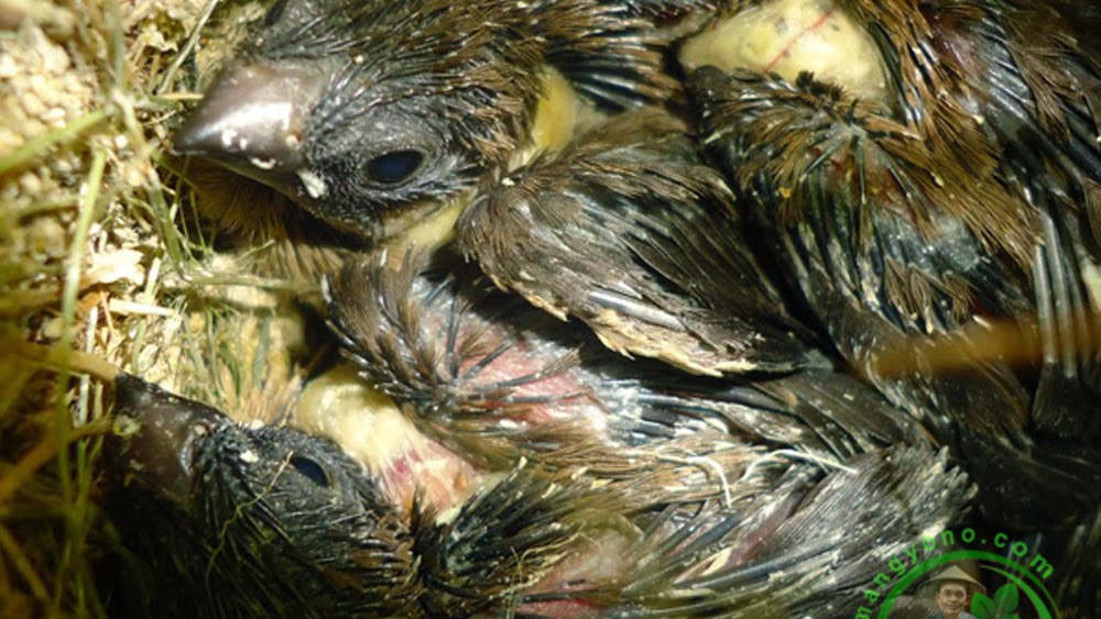 Detail Buku Mimpi Burung Tekukur Nomer 35