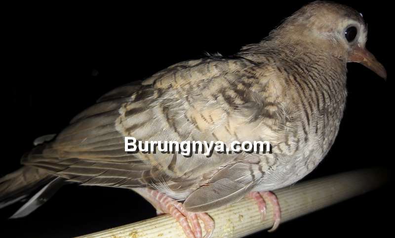 Detail Buku Mimpi Burung Tekukur Nomer 36